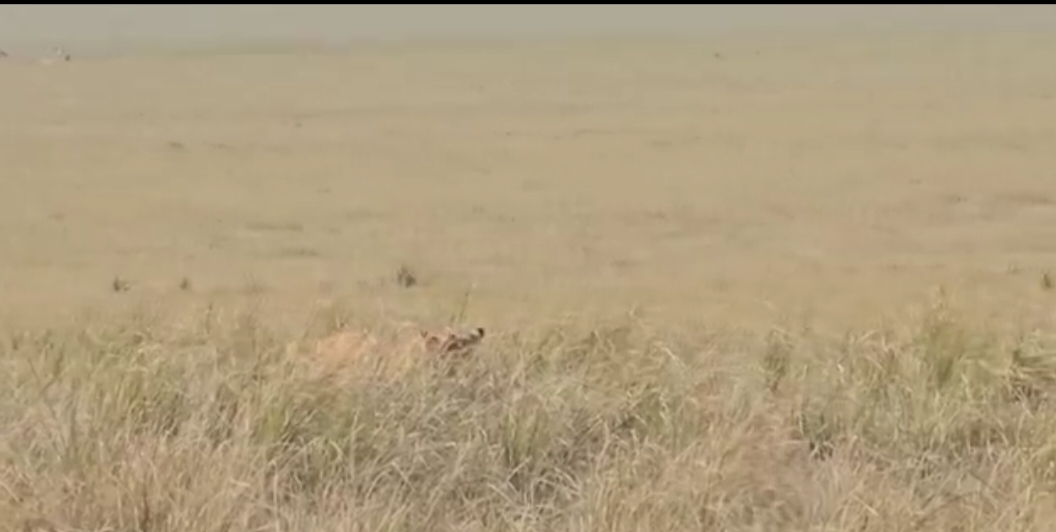 Tiger: The deer calf was hiding in the grass to escape from the tiger, the tiger found it by sniffing in a moment, held its neck and then...