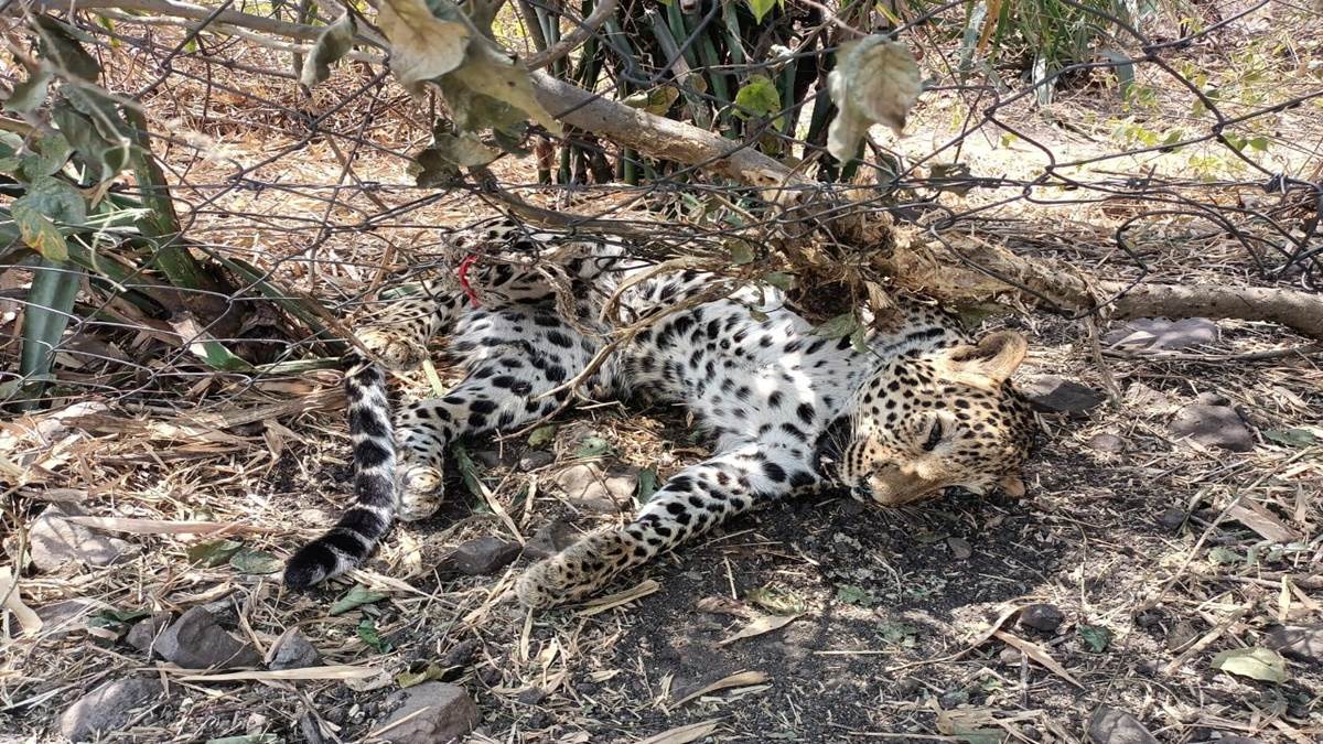 Wild Animal News: Leopard's neck stuck in a trap set in the field, farmer arrested