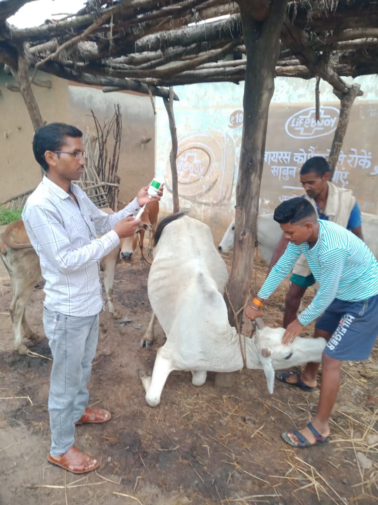 Vaccine: Danger of these diseases in animals, vaccination is being done by running a campaign