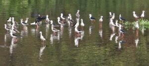 Black Winged Stilt : छत्तीसगढ़ में गूंज रही सैलानी पक्षी ब्लैक विंग्ड स्टिल्ट की चहचहाहट 1 Black Winged Stilt