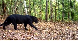 Black Panther In CG