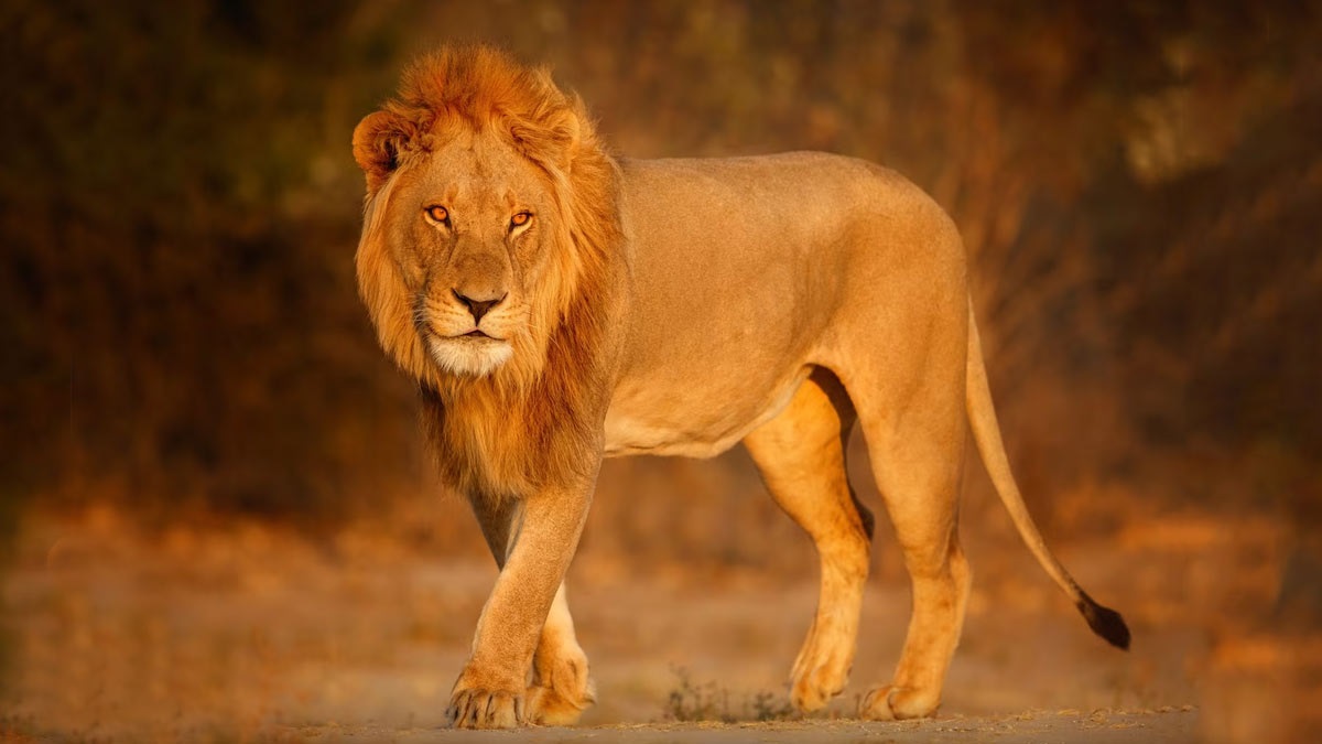Sher Ka Video