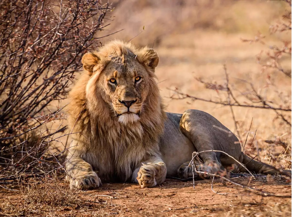 Sher Ka Video