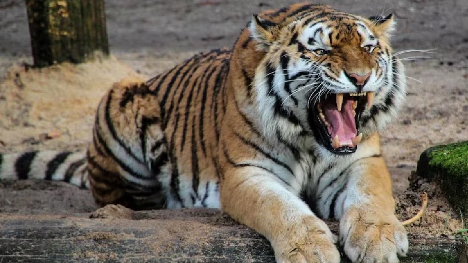 Tigress Death