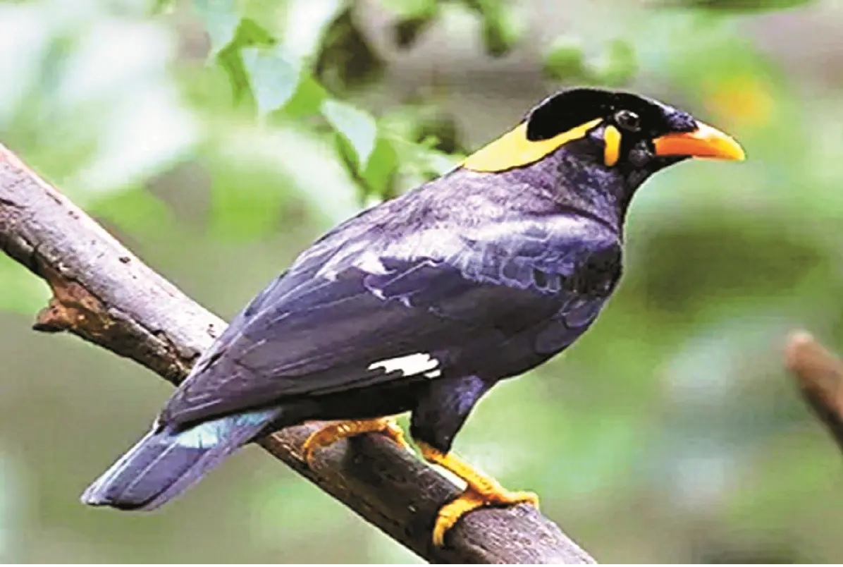 International Biodiversity Day 2025