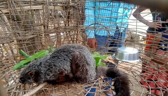 Rare mammals in Sarguja :