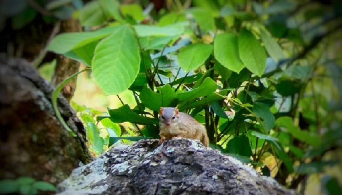 Rare mammals in Sarguja :